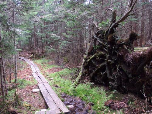 section of the Appalachian Trail / Long Trail on the way to Peru Peak in southern Vermont