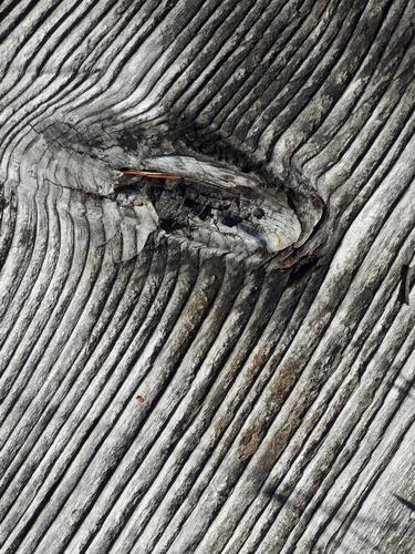 weathered boardwalk at Philbrick-Cricenti Bog in New Hampshire