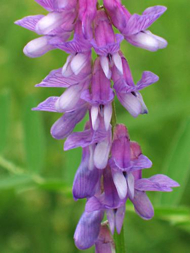 Cow Vetch flower