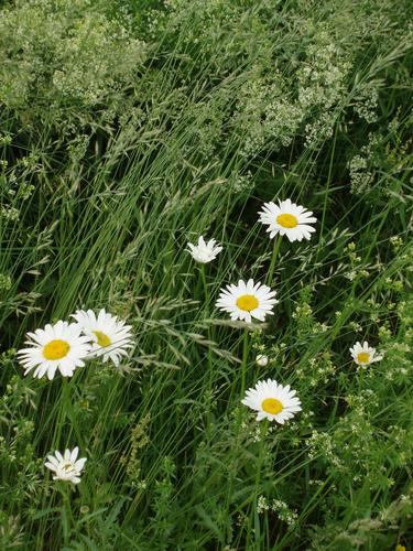 daisy flowers