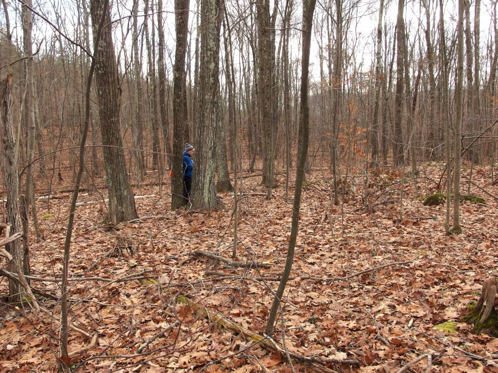 Andee checks out a cellar hole in November beside the trail to Pine Cobble in northwest Massachusetts