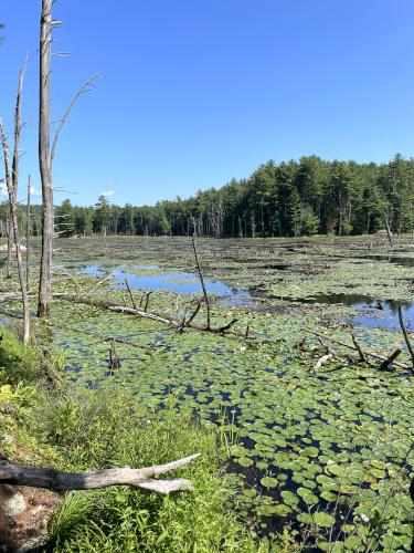 Rock Meadow Pond in August at Pine Meadow Conservation Area in northeast MA