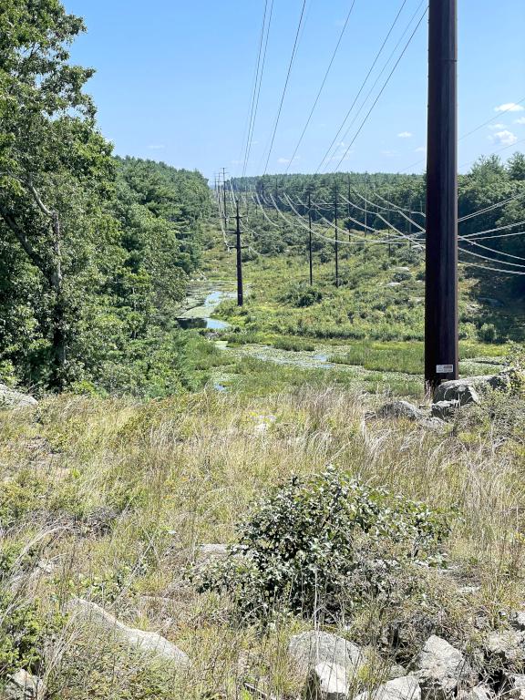 powerline swath in August at Pine Meadow Conservation Area in northeast MA