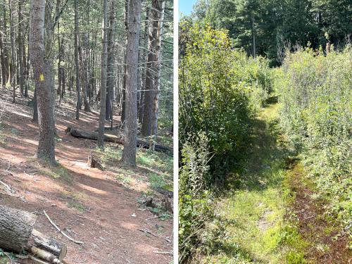 trails in August at Pine Meadow Conservation Area in northeast MA