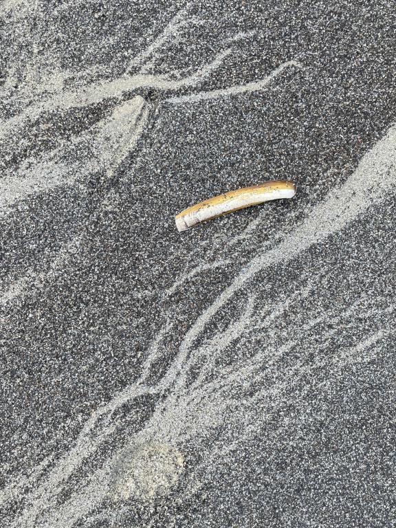 razor-clam shell in December at Pine Point Beach in southern coastal Maine