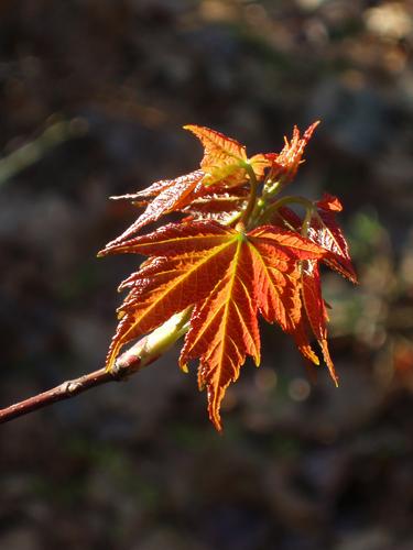 maple leaves