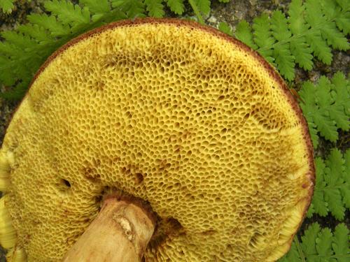 bolete mushroom