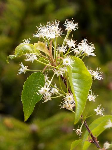 small flowering shrub on Piper Mountain in New Hampshire