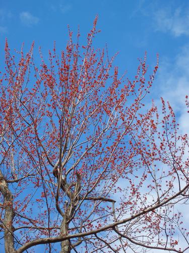 Red Maple flowers