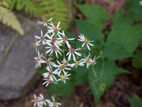 asters at Mount Pisgah in eastern Massachusetts