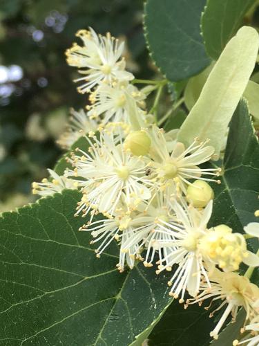 American Linden (Tilia americana) at Pitcher Mountain in New Hampshire