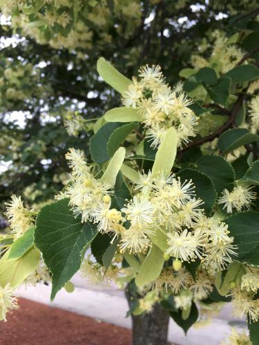 American Linden (Tilia americana) at Pitcher Mountain in New Hampshire