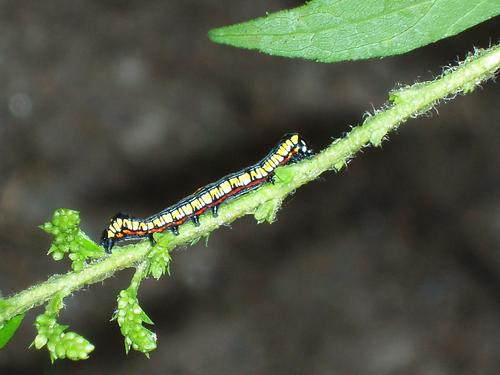 caterpillar of Brown-hooded Owlet (Cuculia convexipennis) moth