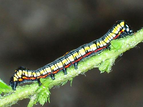 caterpillar of Brown-hooded Owlet (Cuculia convexipennis) moth