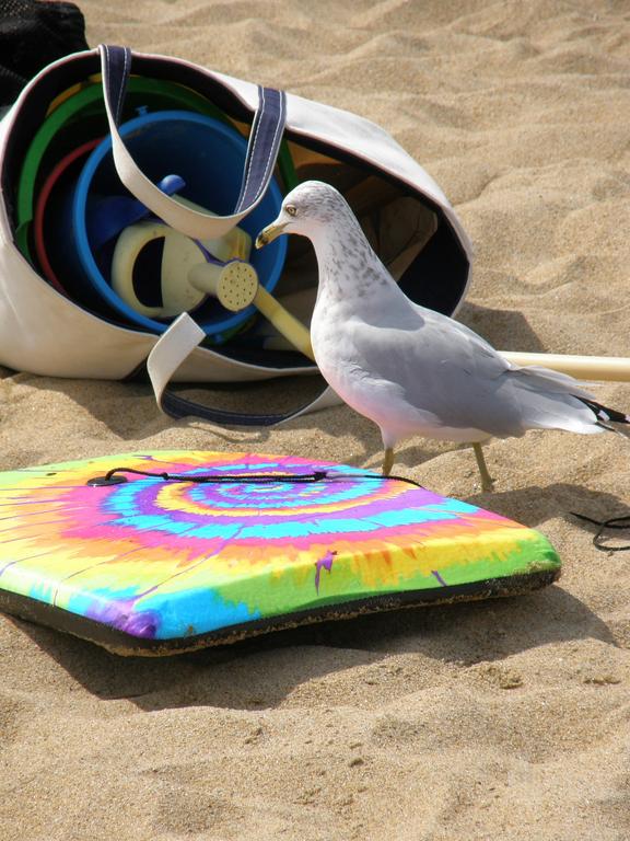 a beggar bird (Ring-billed Gull) comes right up to our stuff at Plum Island in Massachusetts