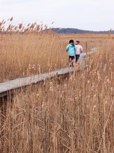 Marsh Loop boardwalk at Plum Island in Massachusetts