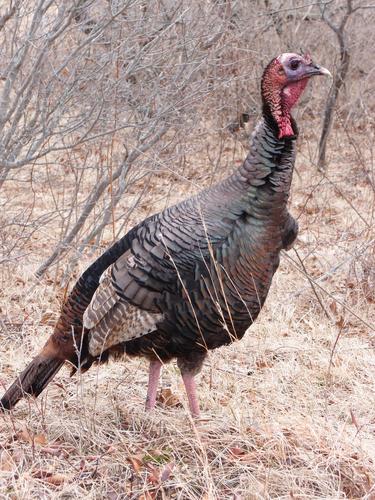 Wild Turkey