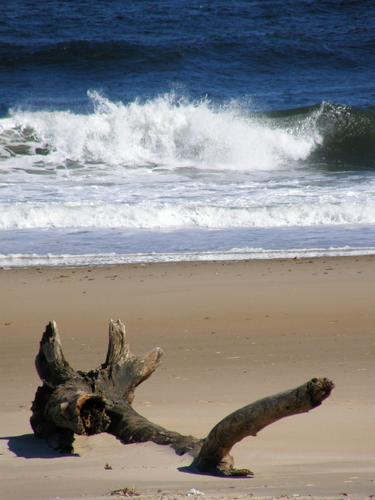 beach at Plum Island in Massachusetts