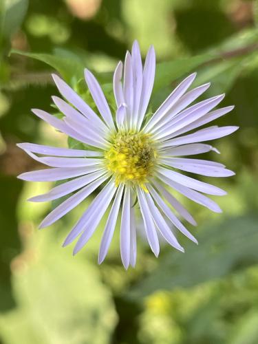 England Aster (Aster novae-angliae) in August at Pondicherry Wildlife Refuge in New Hampshire