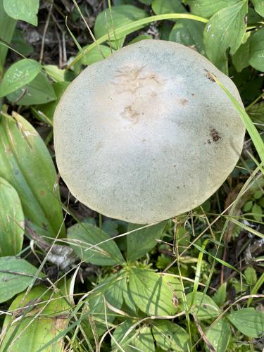 Ornate-stalked Bolete (Retiboletus ornatipes) in August at Pondicherry Wildlife Refuge in New Hampshire