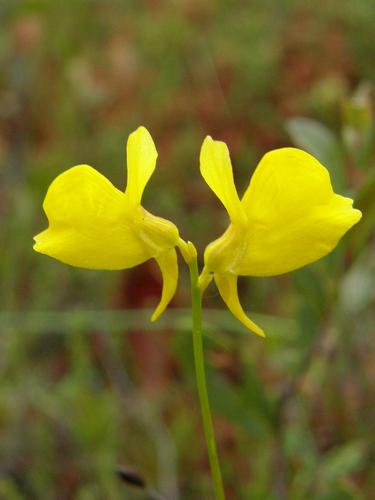 Horned Bladderwort (Utricularia cornuta)