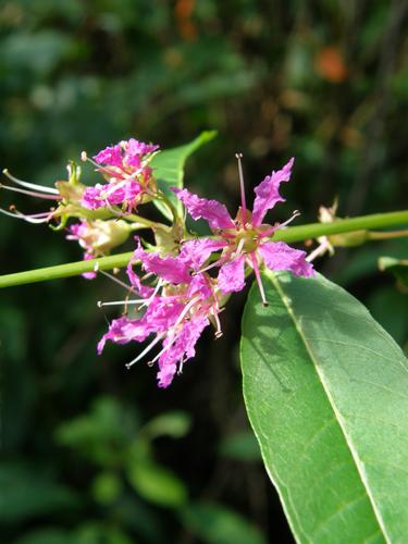 Water Willow (Decodon verticillatus)