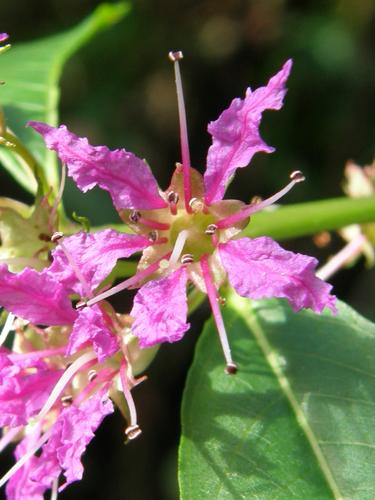 Water Willow (Decodon verticillatus)