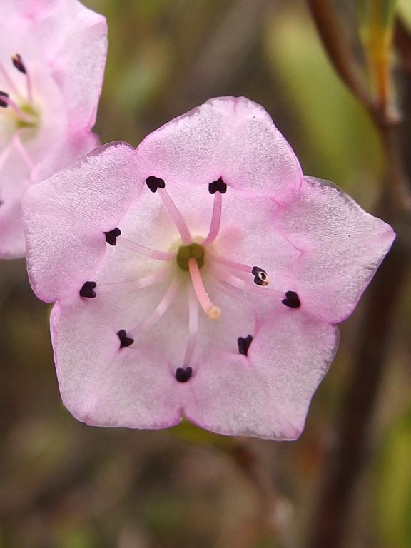 Bog Laurel (Kalmia polifolia) at Ponemah Bog in southern New Hampshire