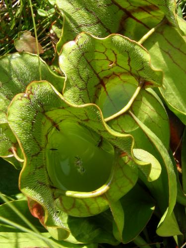 Pitcher Plant (Sarracenia purpurea)