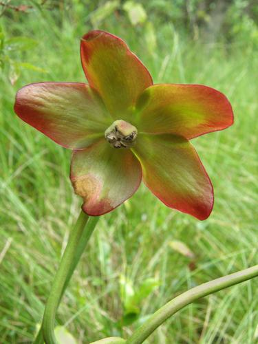 Pitcher Plant (Sarracenia purpurea)