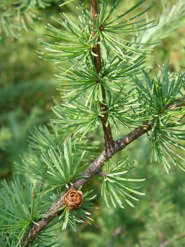 Tamarack (Larix laricina)