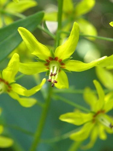 Swamp Loosestrife flower at Ponemah Bog in New Hampshire