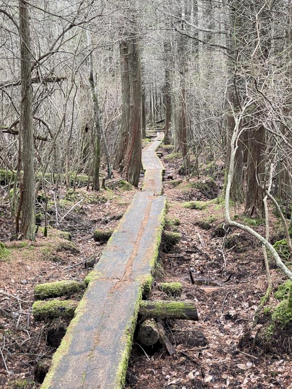 boardwalk in December through the Atlantic White Cedar swamp at Ponkapoag Pond in eastern Massachusetts