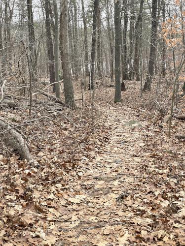 trail in December at Ponkapoag Pond in eastern Massachusetts