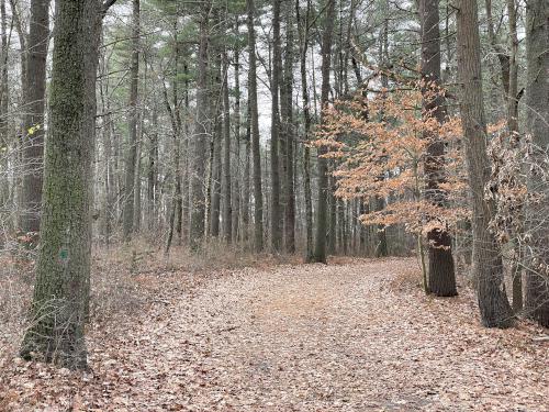 road in December at Ponkapoag Pond in eastern Massachusetts