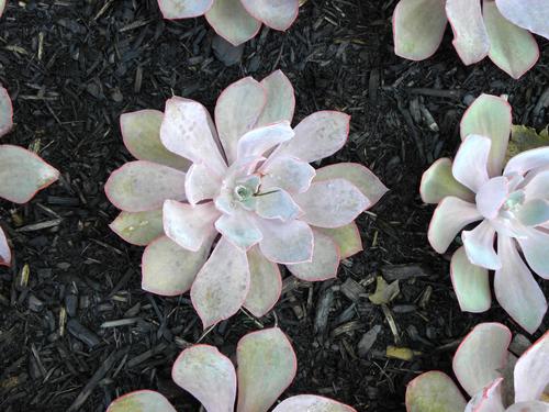 Afterglow Echeveria (Echeveria 'Purple Afterglow')