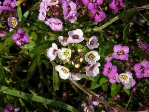 Sweet Alyssum (Lobularia maritima 'Clear Crystal Lavender Shades')