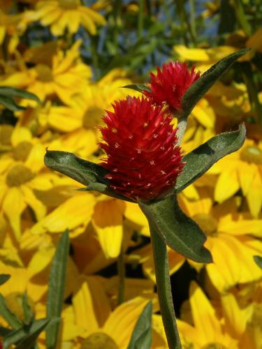 Globe Amaranth