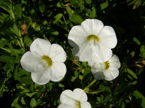 Trailing Petunia