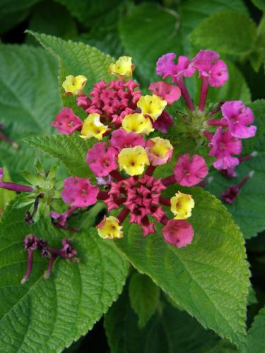 Shrub Verbena