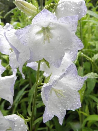 Bellflower 'Chettle Charm' (Campanula persicifolia 'Chettle Charm')