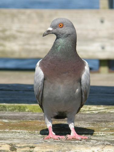 Rock Dove