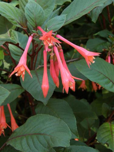 Lady's Eardrops (Fuchsia triphylla