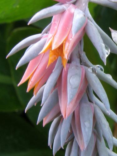 Mexican Hens (Echeveria shaviana 'Pink Frills')