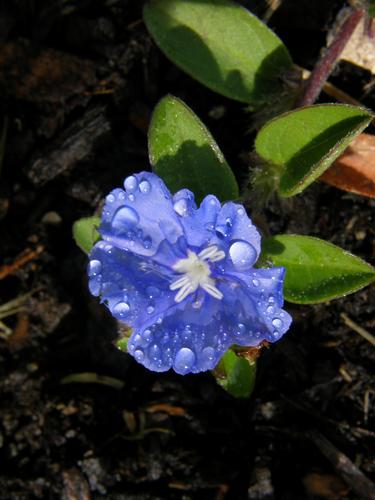 Hawaiian Blue Eyes (Evolvulus pilosus 'Blue Daze')