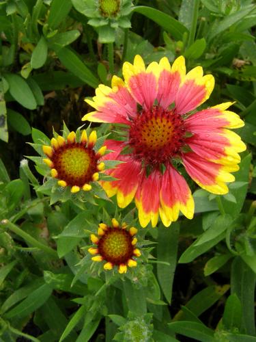 Blanket Flower