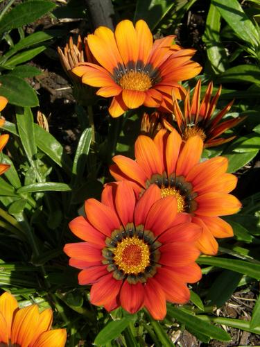 Gazania (Gazania rigens 'Daybreak Mix')