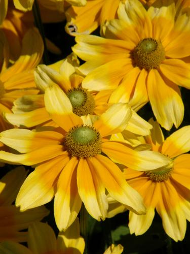 Gloriosa Daisy (Rudbeckia hirta 'Irish Eyes')