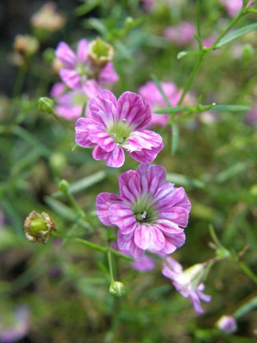 Cushion Baby's Breath (Gypsophila muralis 'Gypsy Deep Rose')