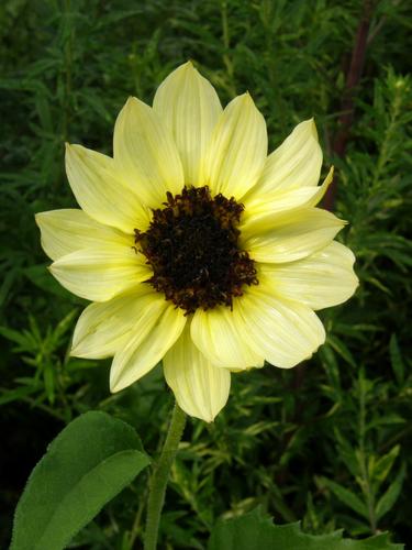 Beach Sunflower